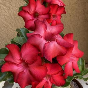 Blooms of my grafted Red Dragon desert rose.