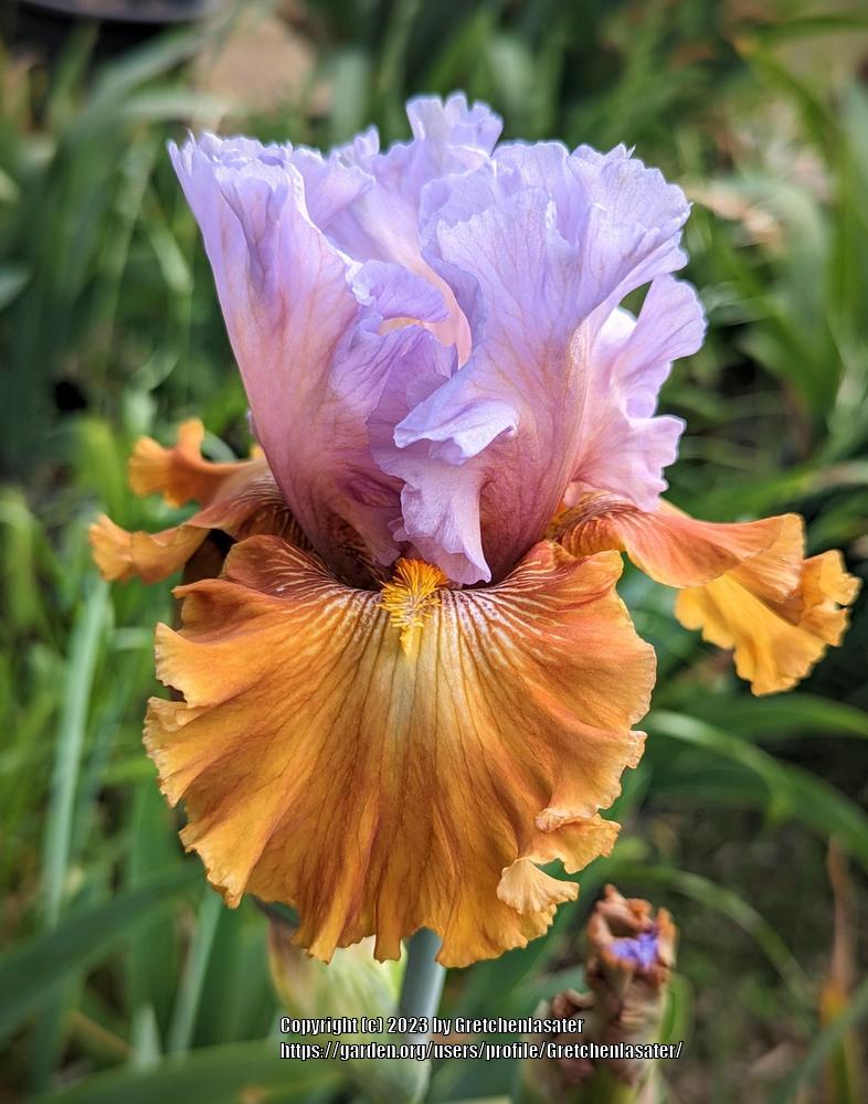 Photo of Tall Bearded Iris (Iris 'Valley of Dreams') uploaded by Gretchenlasater
