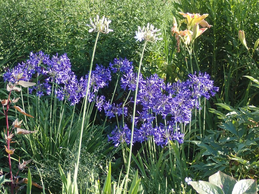 Photo of Lily of the Nile (Agapanthus) uploaded by Vals_Garden