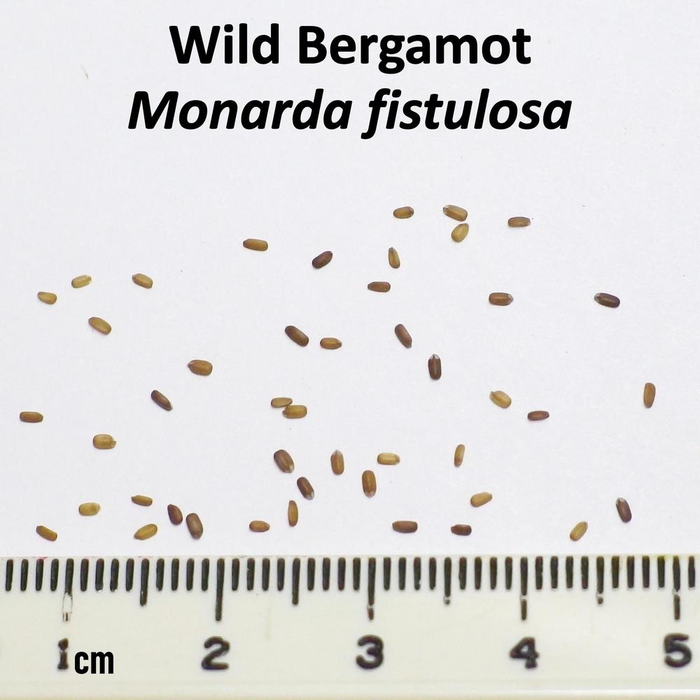 Photo of Wild Bergamot (Monarda fistulosa) uploaded by mmolyson