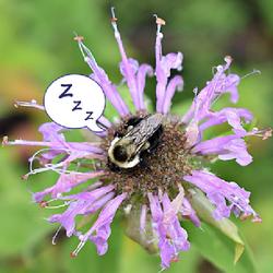 Location: Lilburn, GA
Date: 2020-07-07
bumble bees are frequently found sleeping in the Monarda