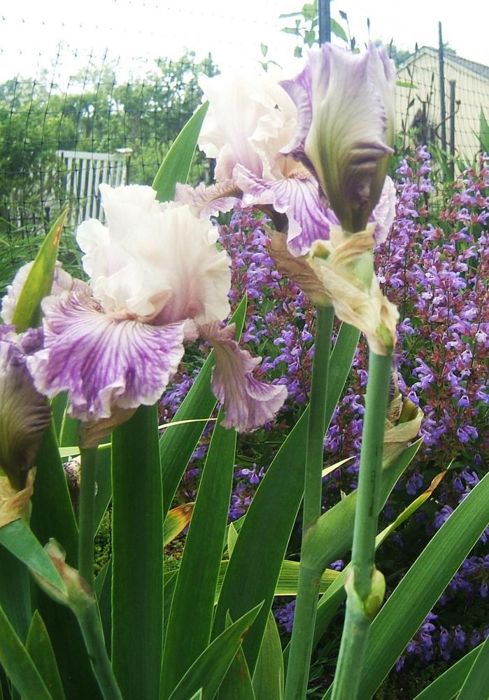 Photo of Tall Bearded Iris (Iris 'Reckless in Denim') uploaded by pirl