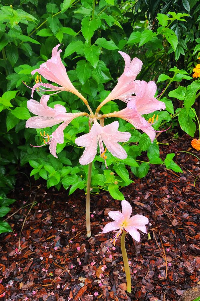 Photo of Surprise Lily (Lycoris squamigera) uploaded by LoriMT