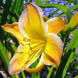 Location: Eagle Bay, New York
Date: 2023-08-06
Daylily (Hemerocallis 'Substantial Evidence') 1st year in gardens