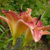 'Eye Popper' blooms in profile - no water spotting, after heavy t