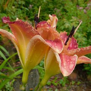 'Eye Popper' blooms in profile - no water spotting, after heavy t