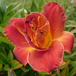 Location: Eagle Bay, New York
Date: 2023-08-06
Daylily (Hemerocallis 'Night Embers') blooming in coral tones