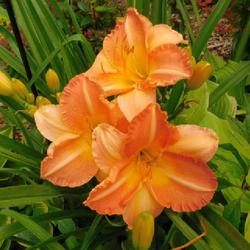 Location: Eagle Bay, New York
Date: 2023-08-06
Daylily (Hemerocallis 'Guava Jelly') blooms, in shade
