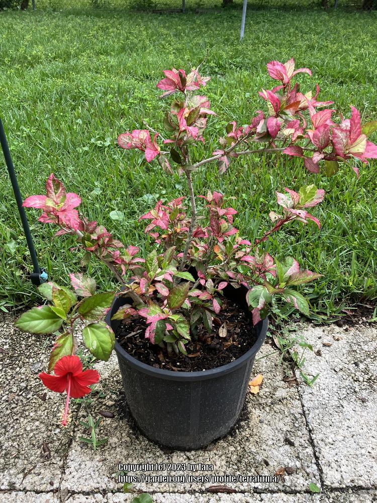 Photo of Hibiscus uploaded by terrafirma