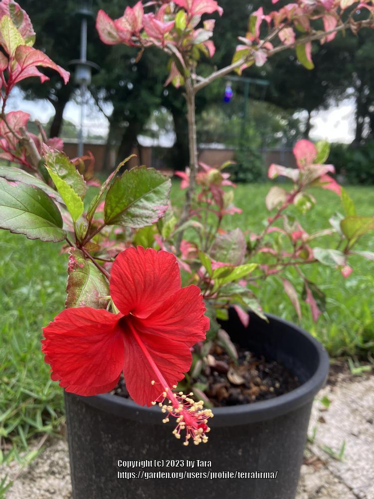 Photo of Hibiscus uploaded by terrafirma