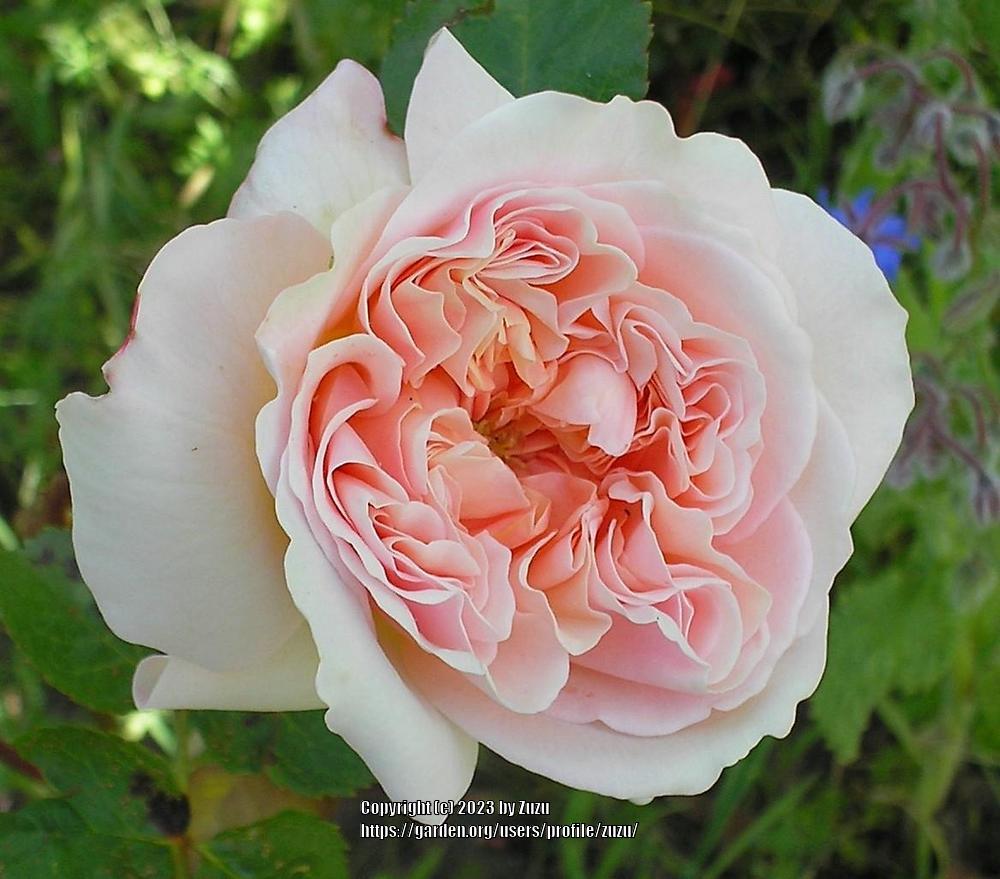 Photo of English Shrub Rose (Rosa 'Evelyn') uploaded by zuzu