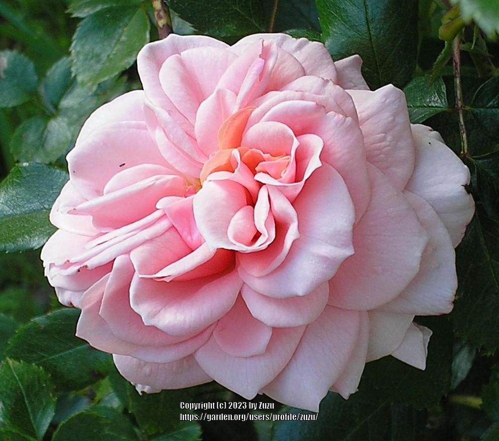 Photo of Rose (Rosa 'Garden of Roses') uploaded by zuzu