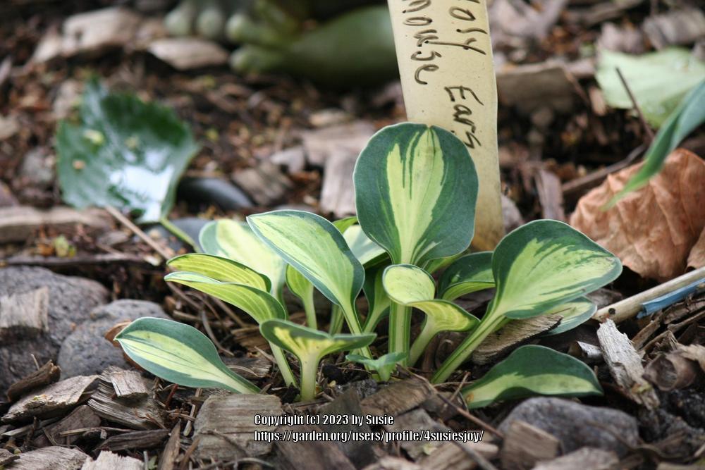 Photo of Hosta 'Holy Mouse Ears' uploaded by 4susiesjoy