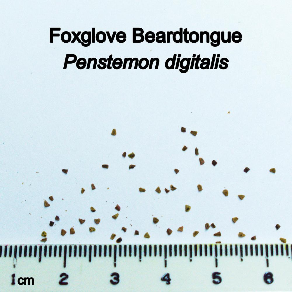 Photo of Foxglove Beardtongue (Penstemon digitalis) uploaded by mmolyson