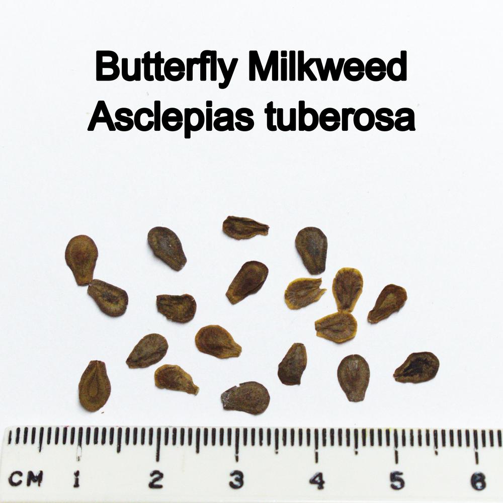 Photo of Butterfly Milkweed (Asclepias tuberosa) uploaded by mmolyson