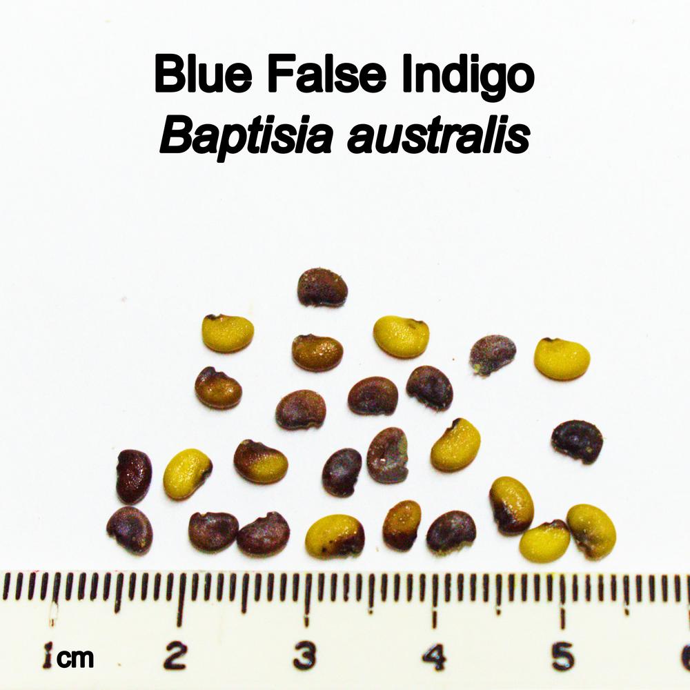 Photo of Blue Wild Indigo (Baptisia australis) uploaded by mmolyson