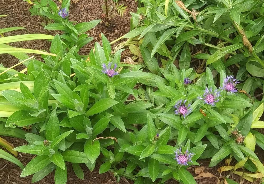 Photo of Mountain Cornflower (Centaurea montana) uploaded by purpleinopp