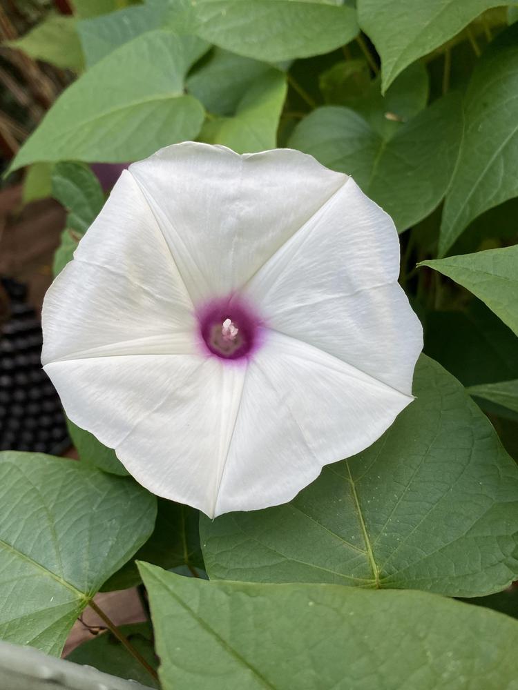 Photo of Man of the earth (Ipomoea pandurata) uploaded by Gerris2