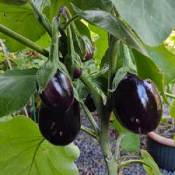 Location: Zone 7, Sweden
Date: 2023-08-13
Black Beauty eggplants started from seed, growing in grow bag(zon