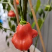 Ripening Scotch Bonnet peppers on plant in grow bag started from 