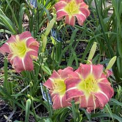 Location: Missouri Botanical Garden in St Louis
Date: 2023-08-14
Late bloom extends the daylily season
