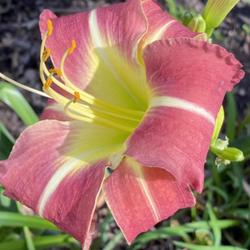 Location: Missouri Botanical Garden in St Louis
Date: 2023-08-14
Late summer bloom