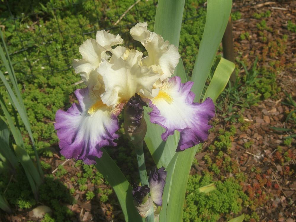 Photo of Tall Bearded Iris (Iris 'Day on the Bay') uploaded by pirl