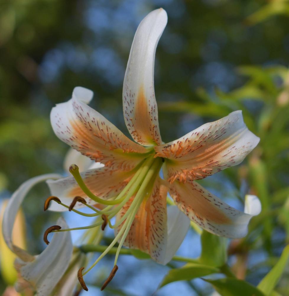 Photo of Lily (Lilium 'Lady Alice') uploaded by pixie62560