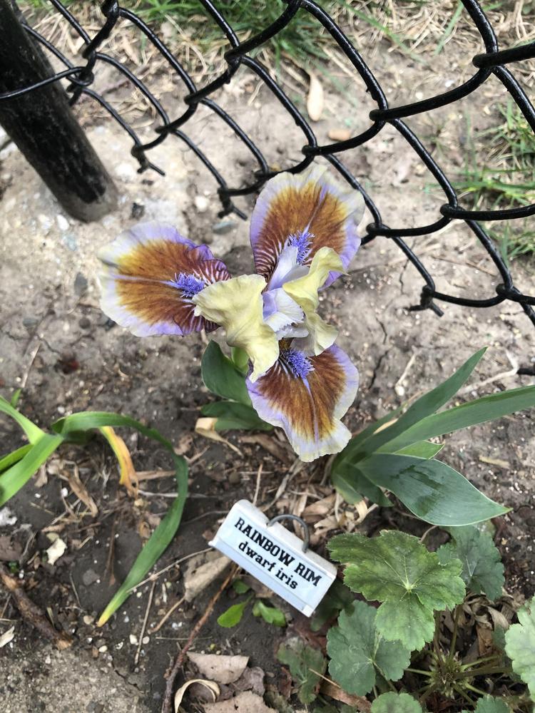 Photo of Standard Dwarf Bearded Iris (Iris 'Rainbow Rim') uploaded by Lilydaydreamer