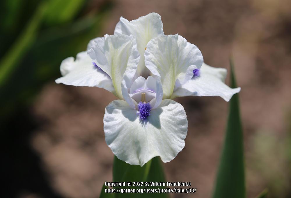Photo of Standard Dwarf Bearded Iris (Iris 'Bluebeard's Ghost') uploaded by Valery33