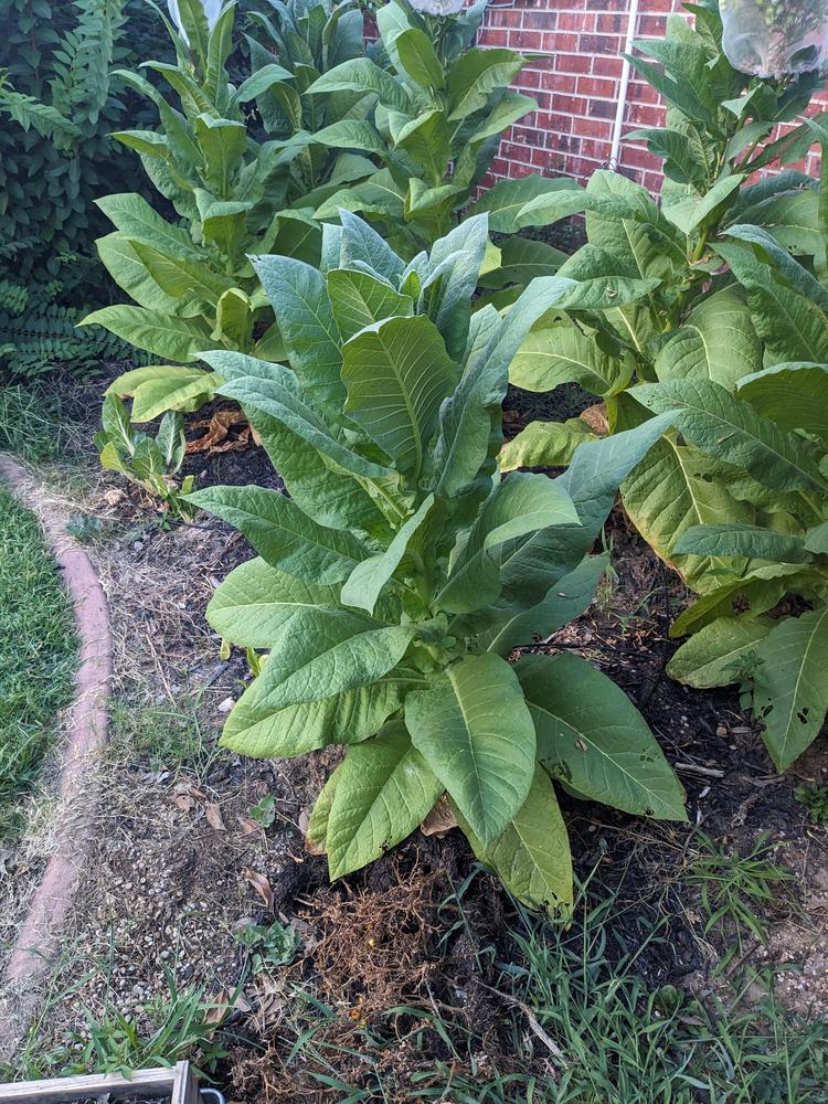 Photo of Tobacco (Nicotiana tabacum 'Red Rose') uploaded by dave
