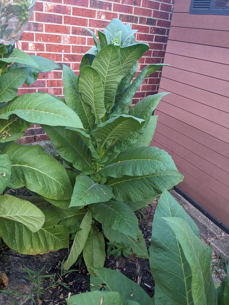 Photo of Tobacco (Nicotiana tabacum 'Red Rose') uploaded by dave