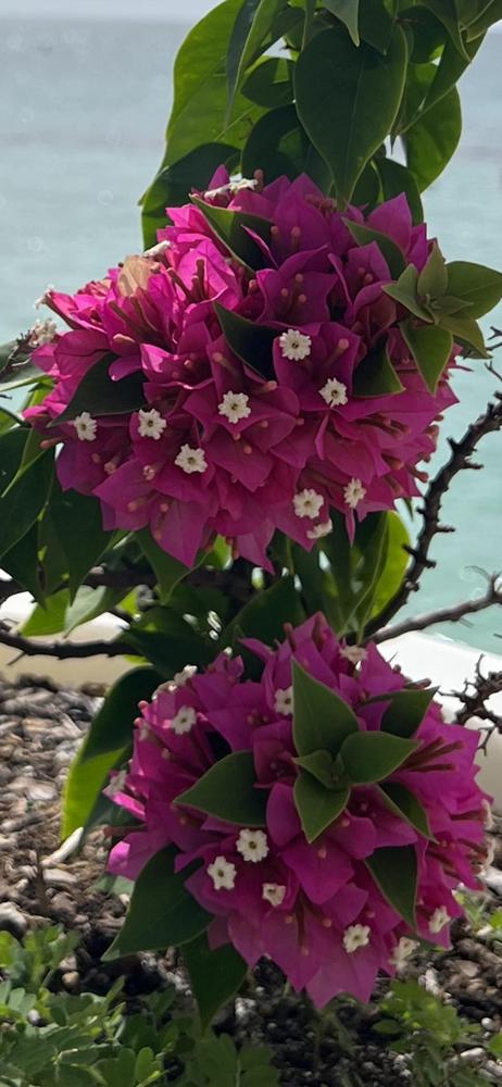 Photo of Bougainvilleas (Bougainvillea) uploaded by Floridian