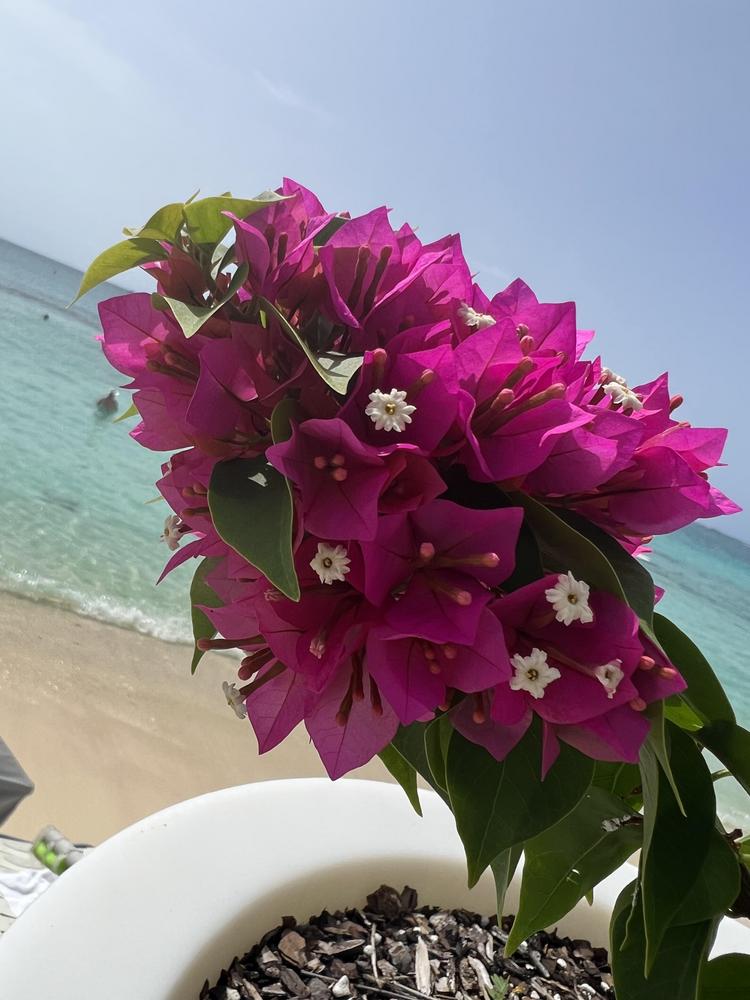 Photo of Bougainvilleas (Bougainvillea) uploaded by Floridian