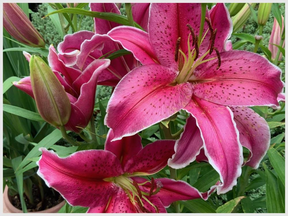 Photo of Oriental Lily (Lilium 'Star Gazer') uploaded by bumplbea