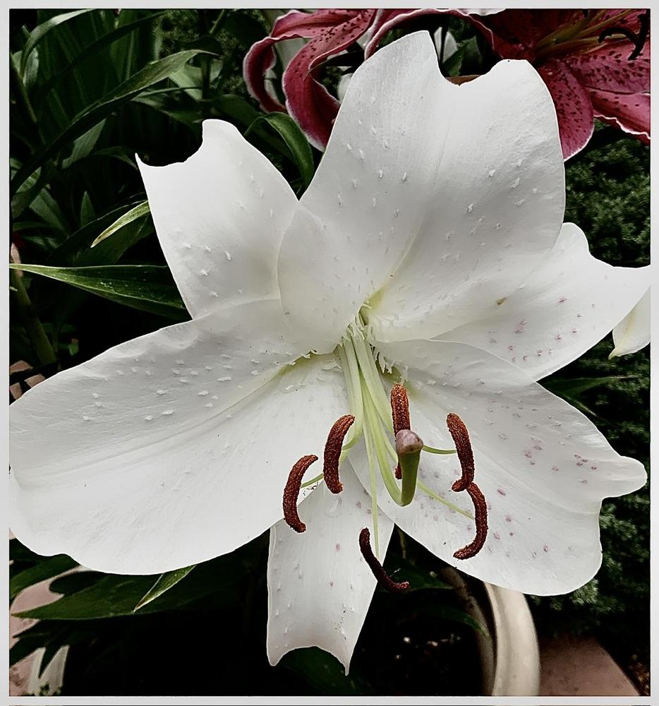 Photo of Oriental Lily (Lilium 'Casa Blanca') uploaded by bumplbea