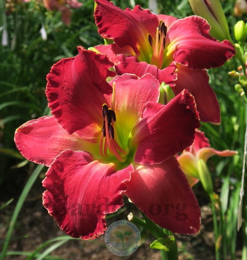 Photo of Daylily (Hemerocallis 'Cowboys and Dreamers') uploaded by Char