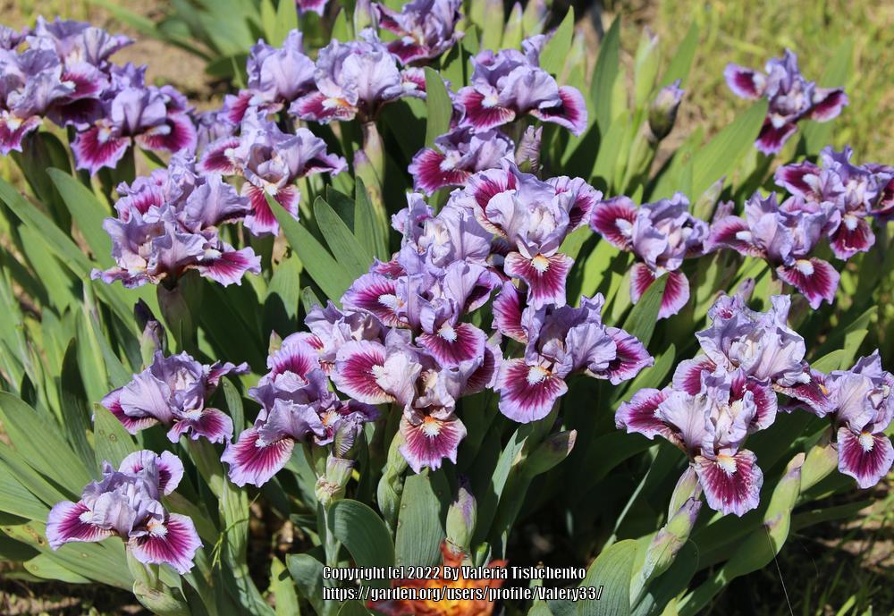 Photo of Standard Dwarf Bearded Iris (Iris 'Bow Tie') uploaded by Valery33