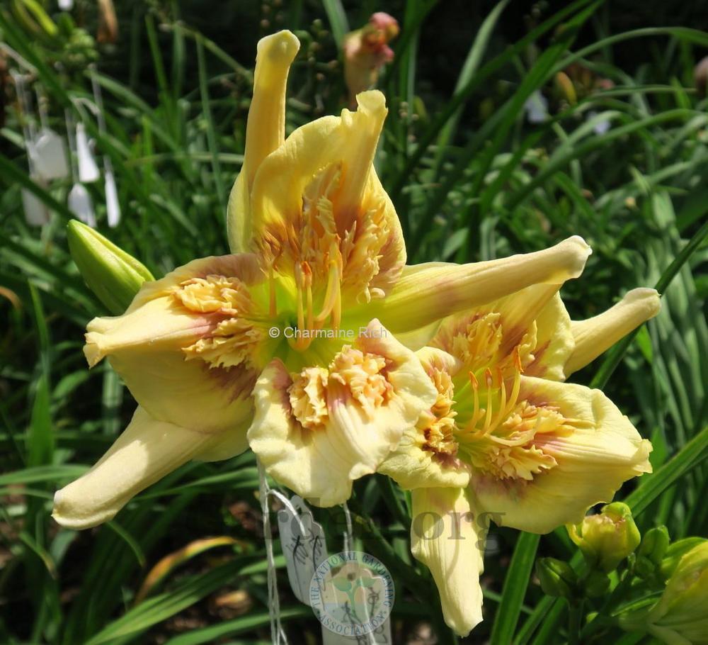 Photo of Daylily (Hemerocallis 'Sculpted Fancy Feathers') uploaded by Char
