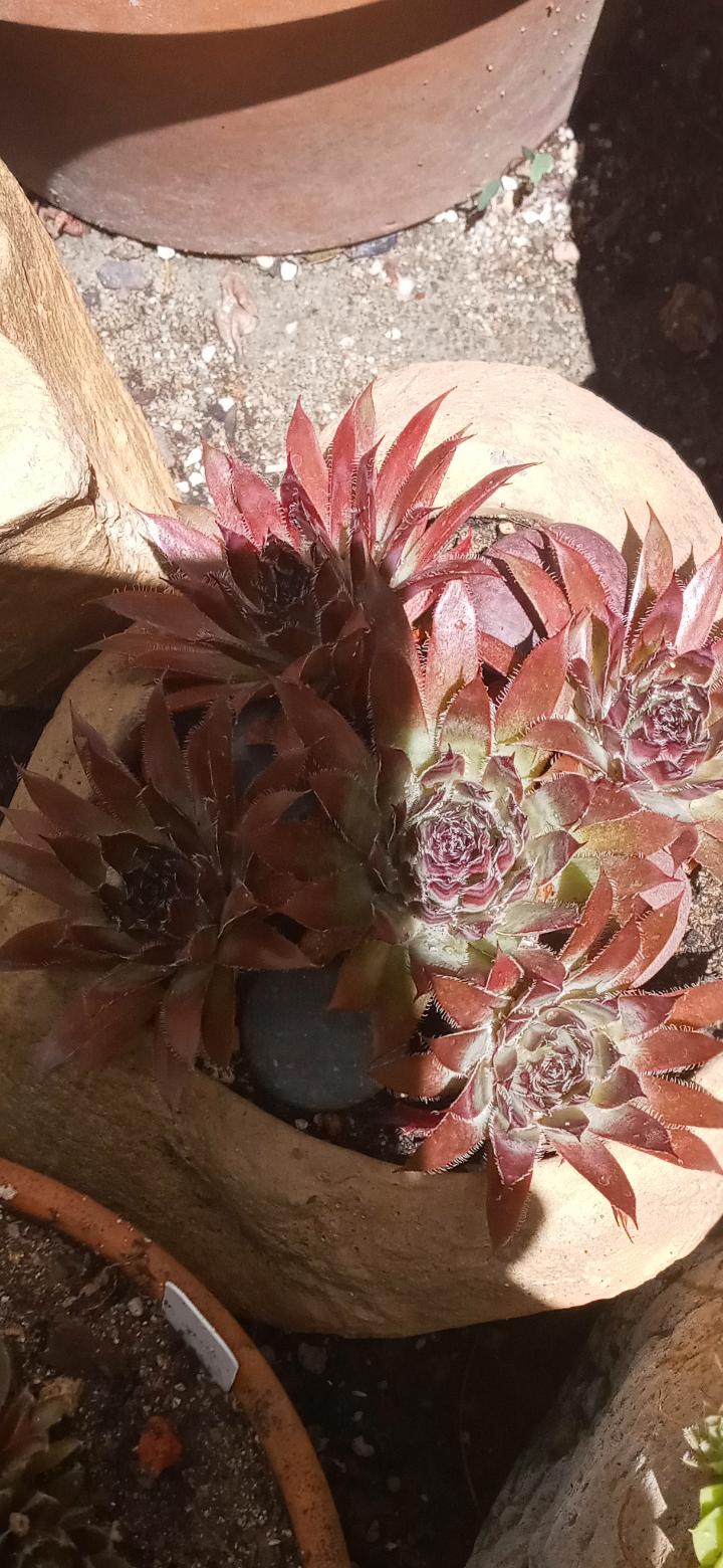 Photo of Hen and Chicks (Sempervivum 'Nachtmelodie') uploaded by GentianGrower