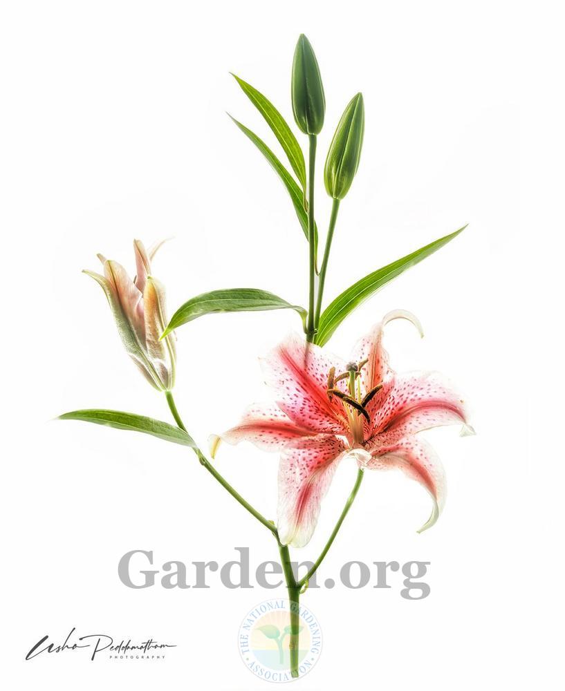 Photo of Oriental Lily (Lilium 'Star Gazer') uploaded by Jacaranda