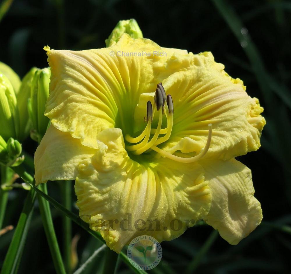 Photo of Daylily (Hemerocallis 'Through Time and Space') uploaded by Char
