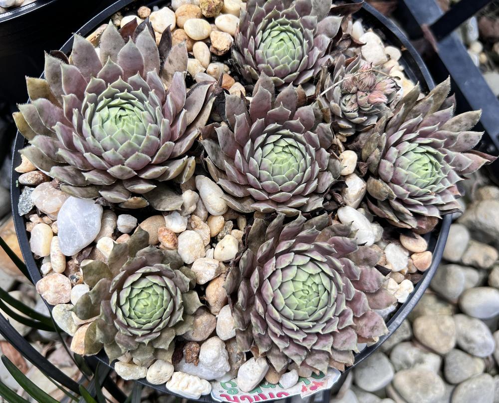 Photo of Hen and Chicks (Sempervivum 'Lilac Time') uploaded by KarthikK