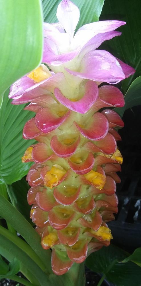 Photo of Rainbow Ginger (Curcuma aurantiaca) uploaded by purpleinopp