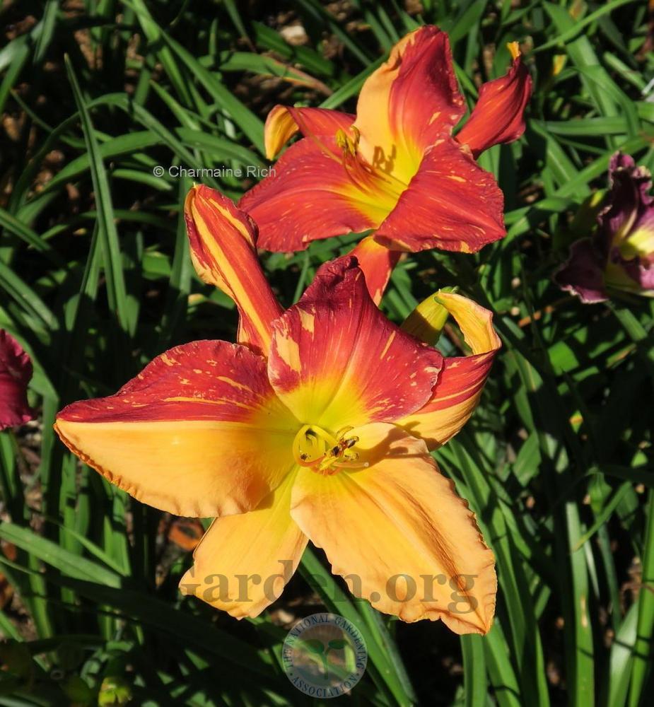 Photo of Daylily (Hemerocallis 'Explosion in the Paint Factory') uploaded by Char