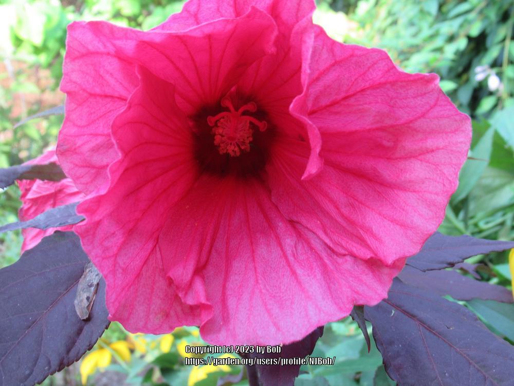 Photo of Hybrid Hardy Hibiscus (Hibiscus Summerific™ Evening Rose) uploaded by NJBob