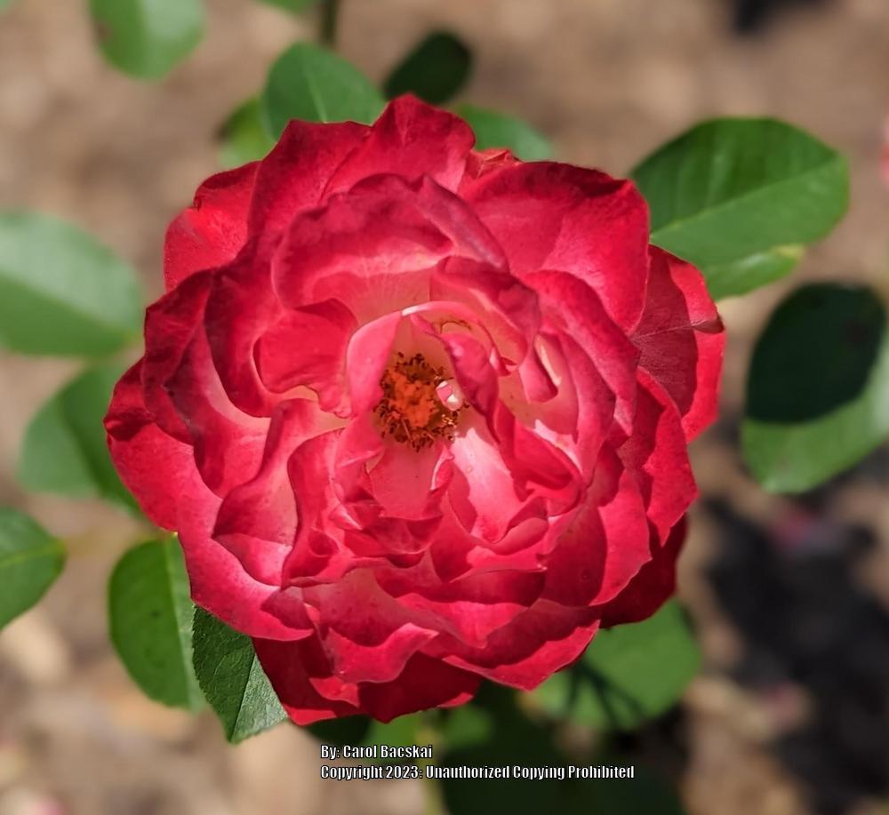 Photo of Rose (Rosa 'Cherry Parfait') uploaded by Artsee1