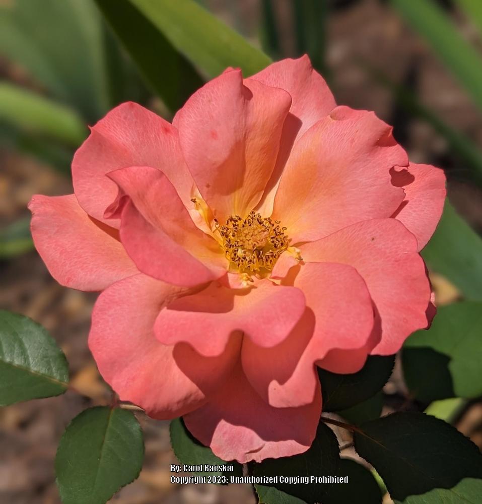 Photo of Rose (Rosa 'Tuscan Sun') uploaded by Artsee1