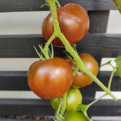 Location: Sweden 
Date: 2023-08-23
Black Prince tomatoes on the vine with permission of <a href="htt