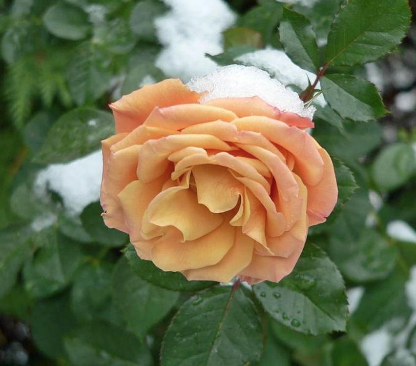 Photo of Floribunda Rose (Rosa 'Singin' in the Rain') uploaded by Mike